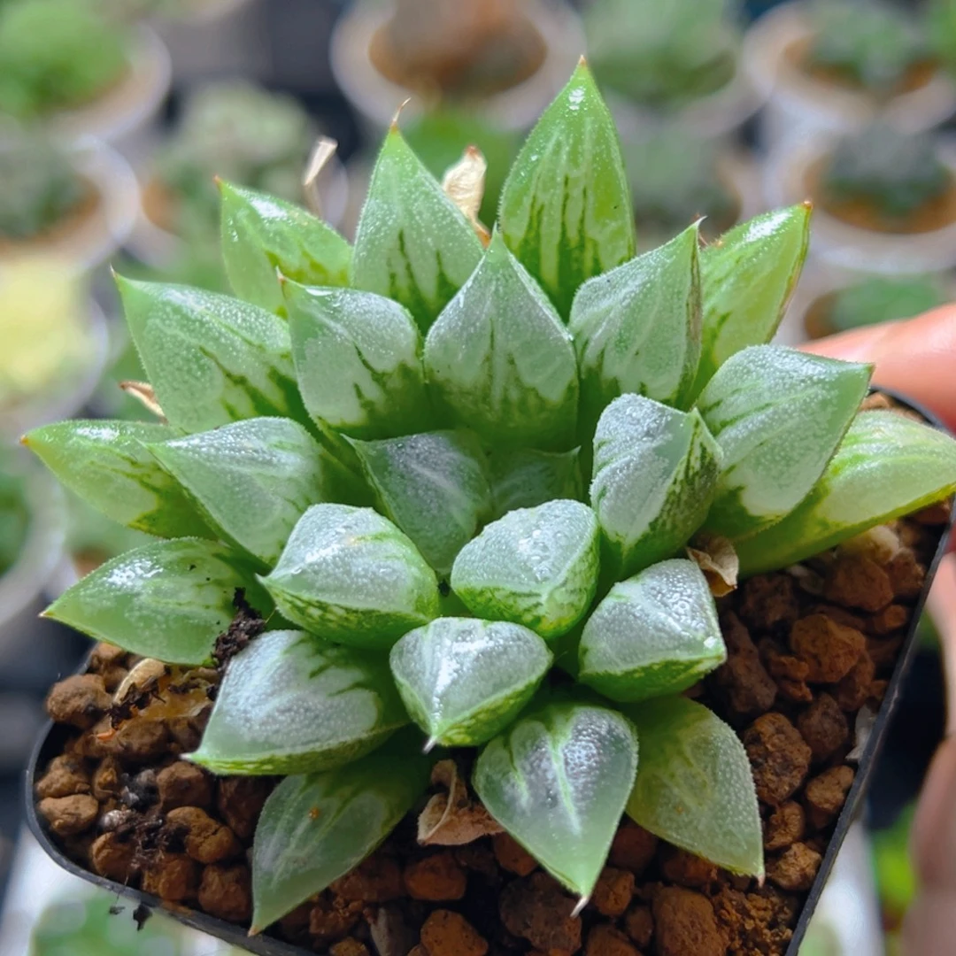 爱心寿多肉多肉多肉