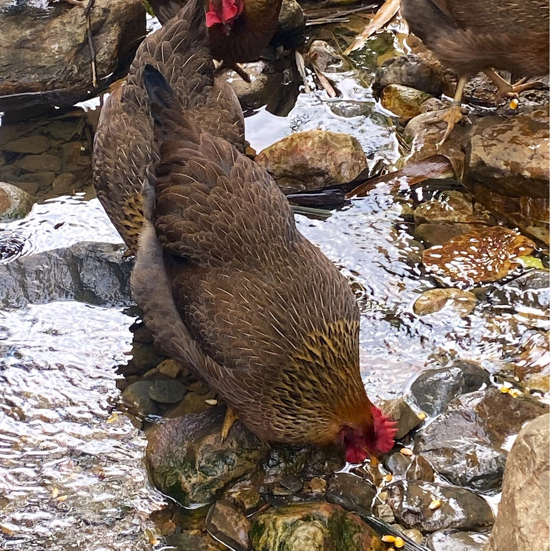 【宰杀好】2只清远鸡1号麻鸡饮山泉吃五谷 急冻锁鲜顺丰空运发货