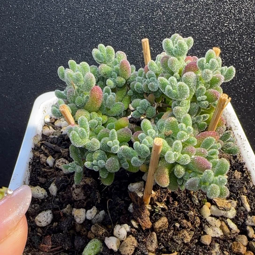 dy0767冰晶直杆白月光