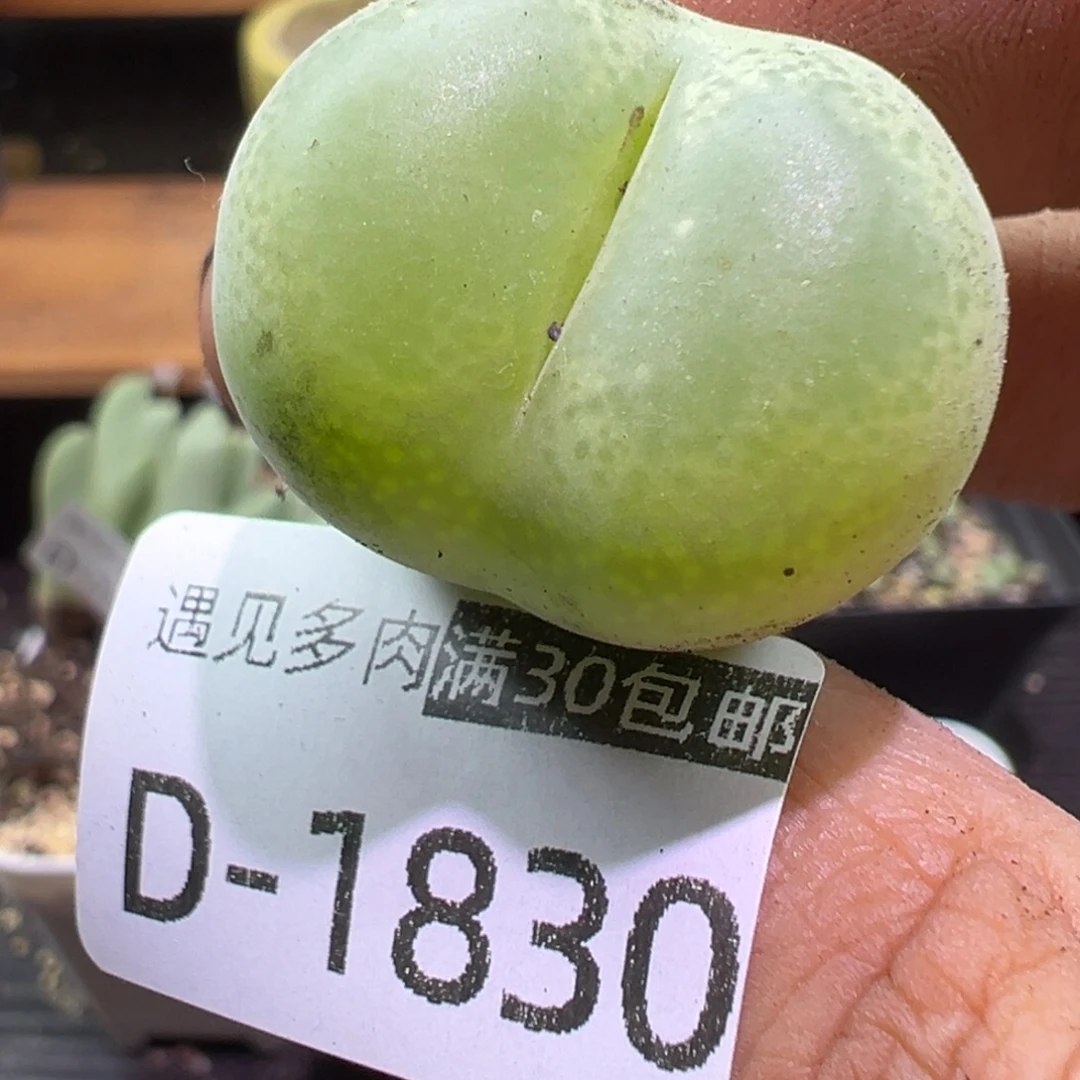 多肉植物111111111111