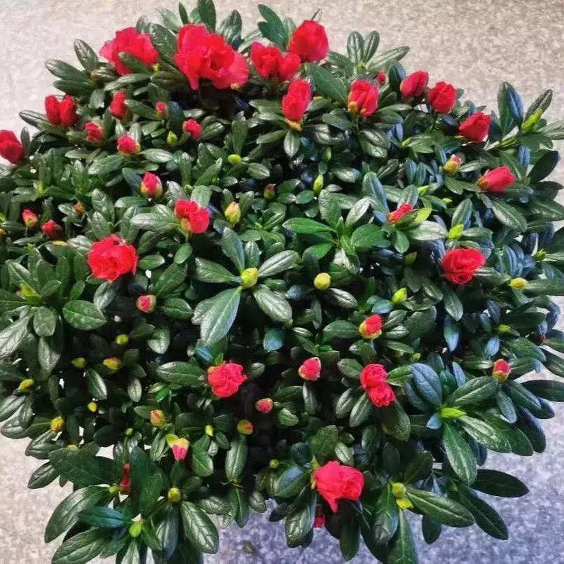 精品【带花苞】杜鹃花四季开花室内外阳台客厅庭院好养花卉绿植