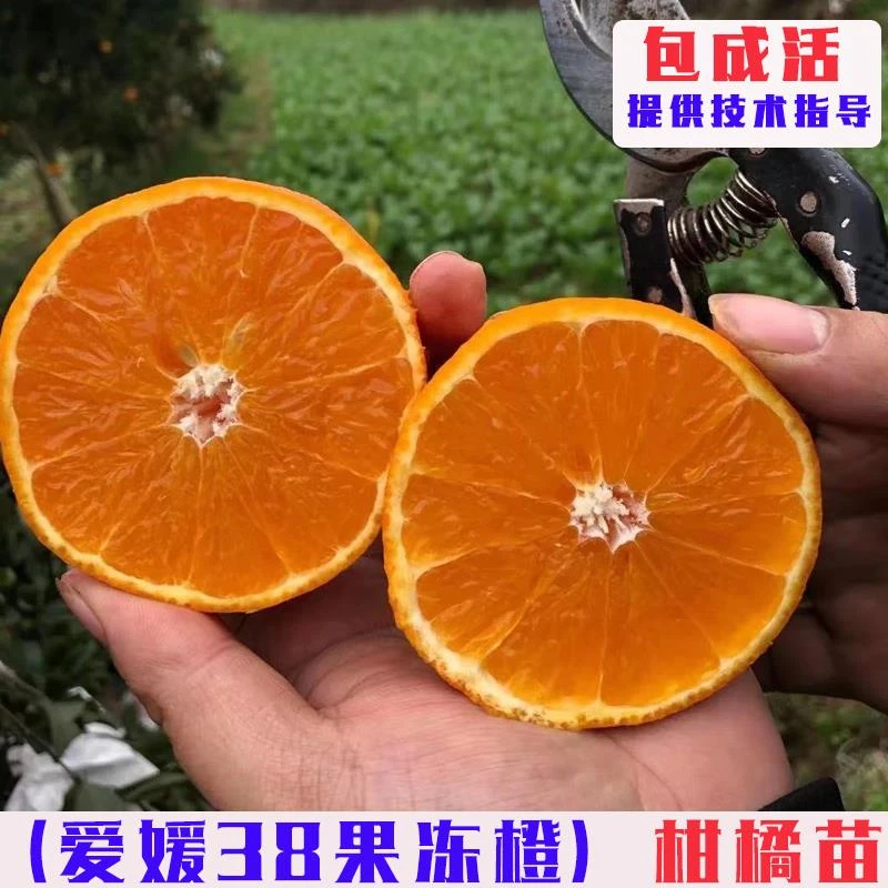 嫁接爱媛38号果冻橙树苗无籽柑橘杂柑橘子树果苗庭院盆地栽柑桔苗