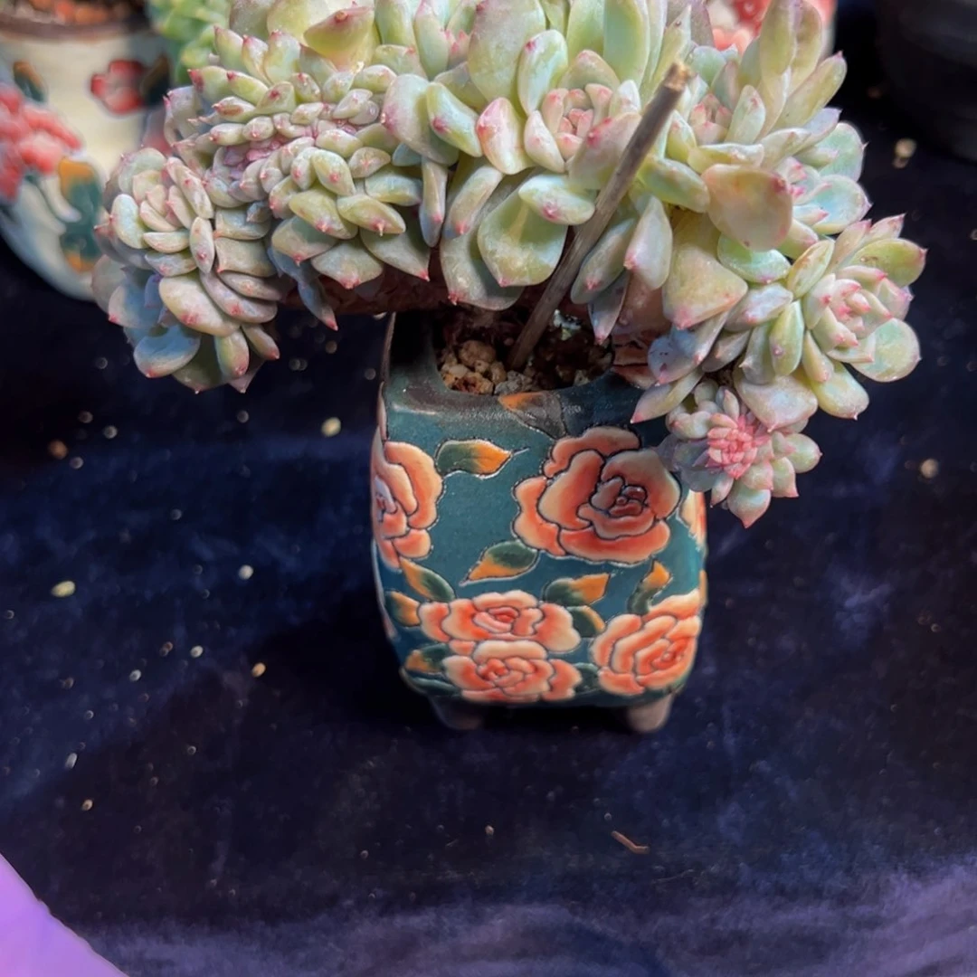 白桃汽水 ， 新年快乐