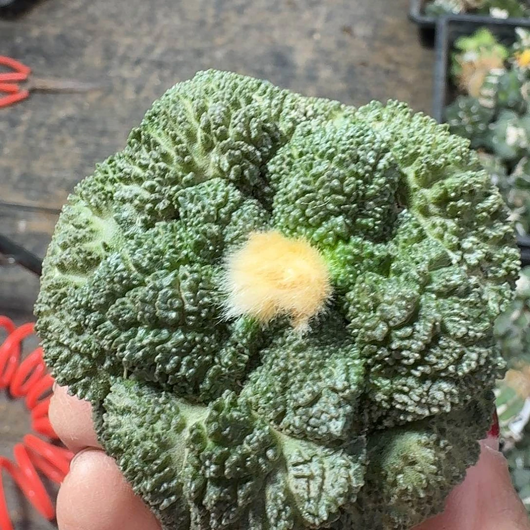 无花朵密尤菜花牡丹482