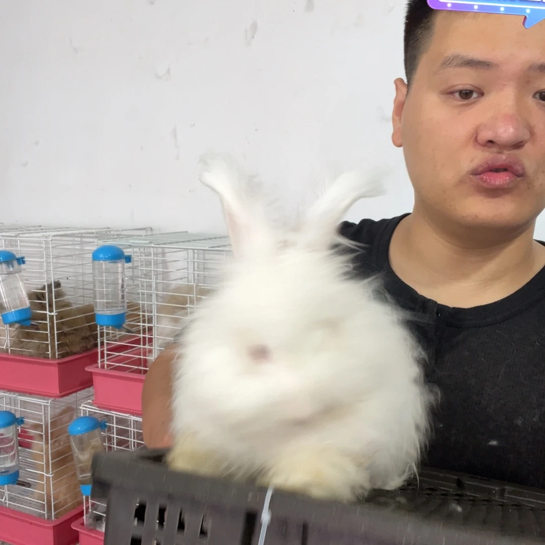 双血统英系安哥拉兔子