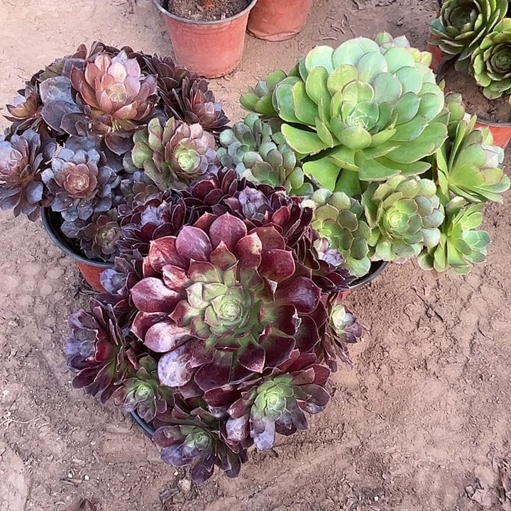 227多肉植物瑕疵特价，