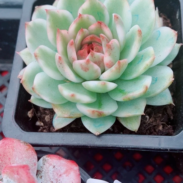 黑水晶厘米多肉植物