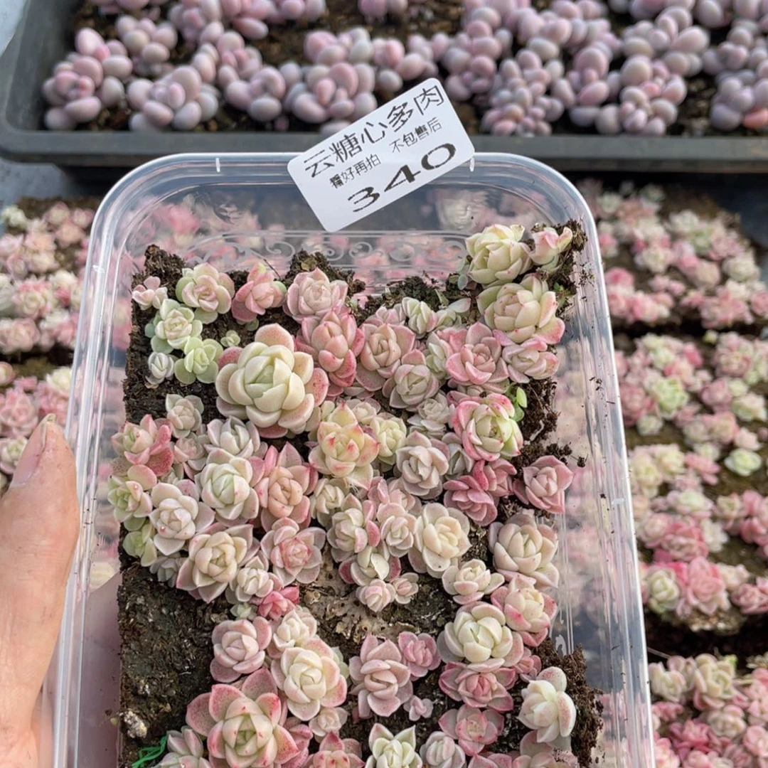 云糖心多肉植物340