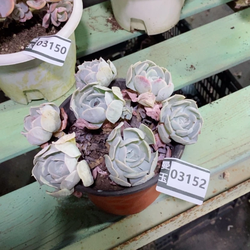 【闪购商品】鲁氏03152