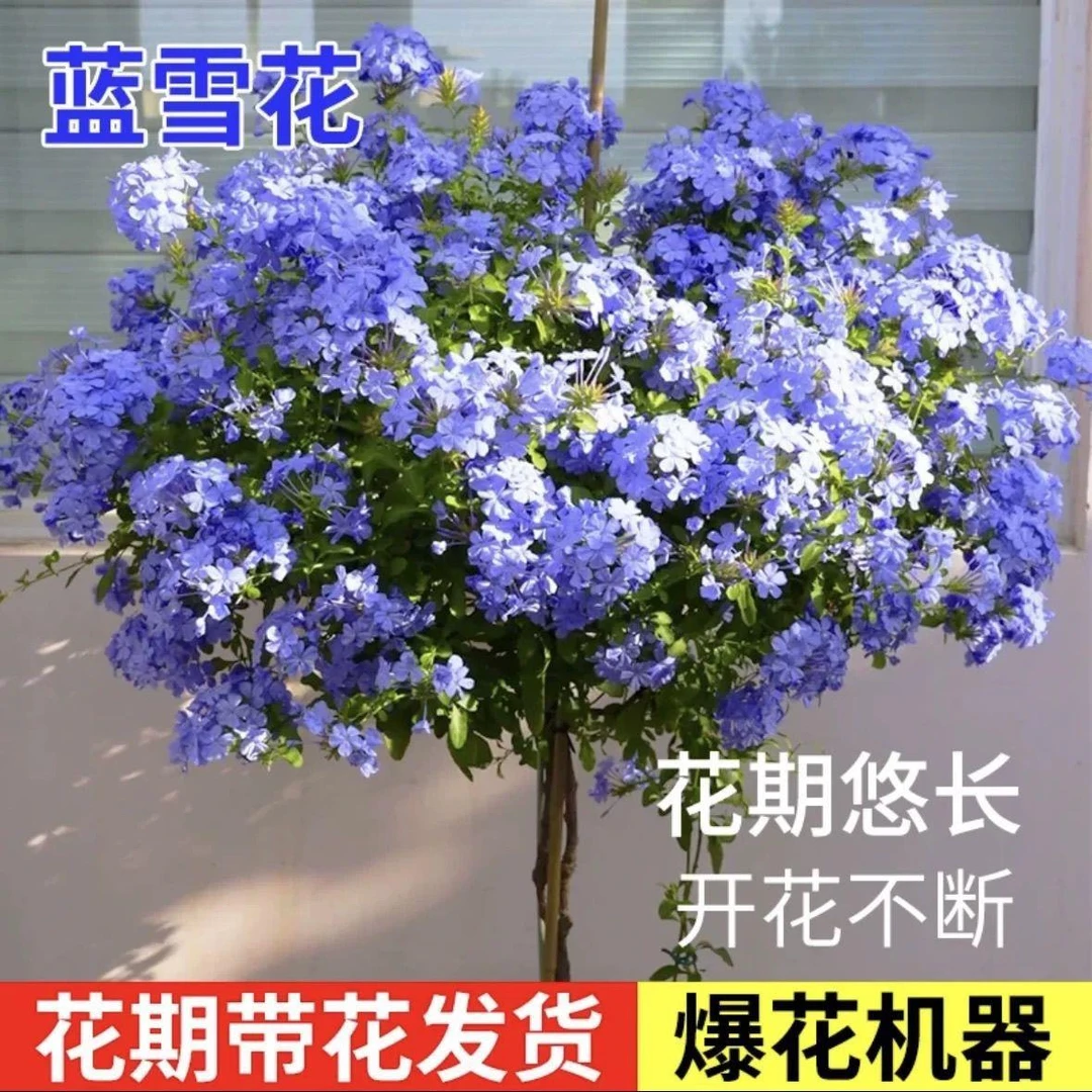 蓝雪花盆栽棒棒糖爬藤大苗带花阳台植物种植四季开花好养花卉老桩