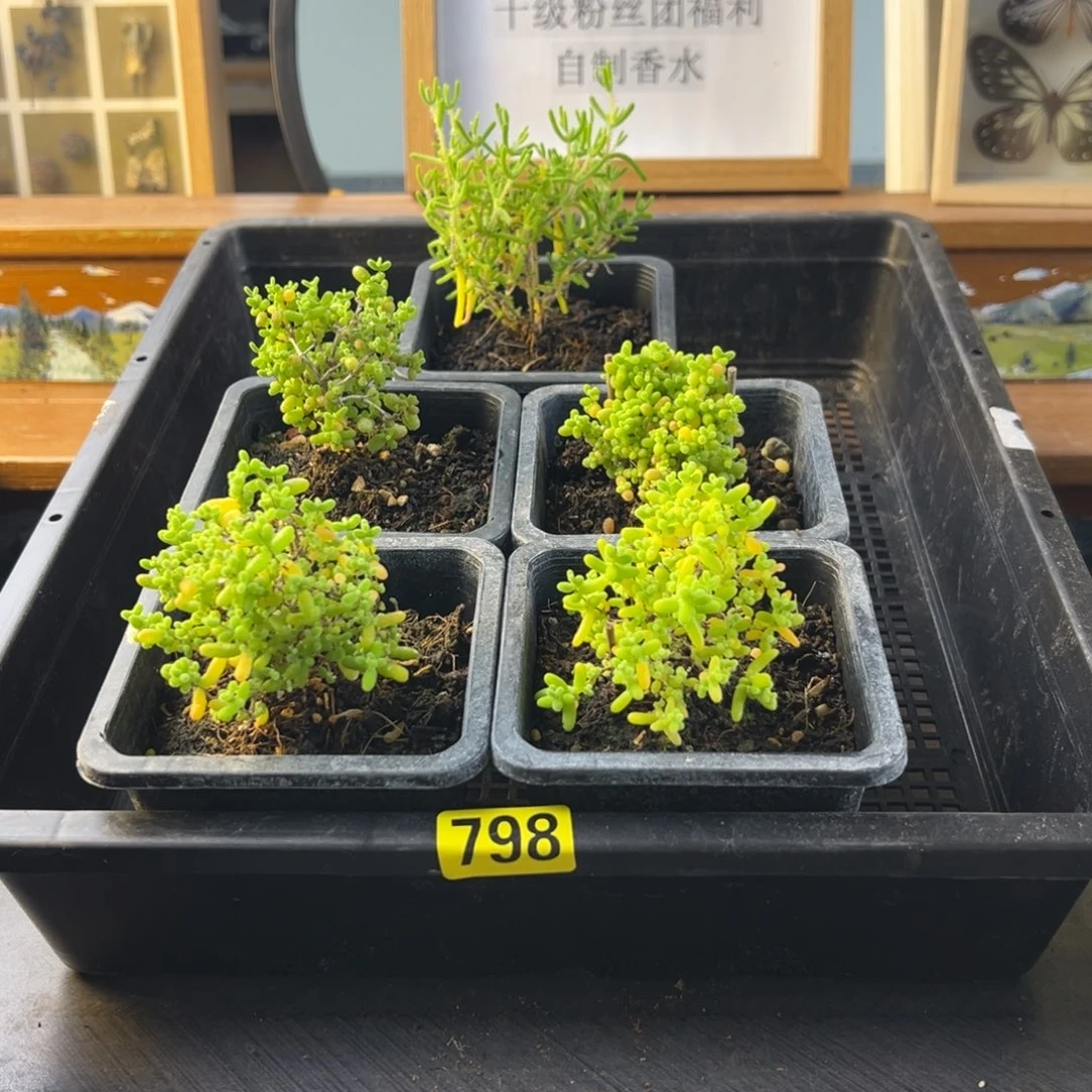 枝干番杏多肉植物798