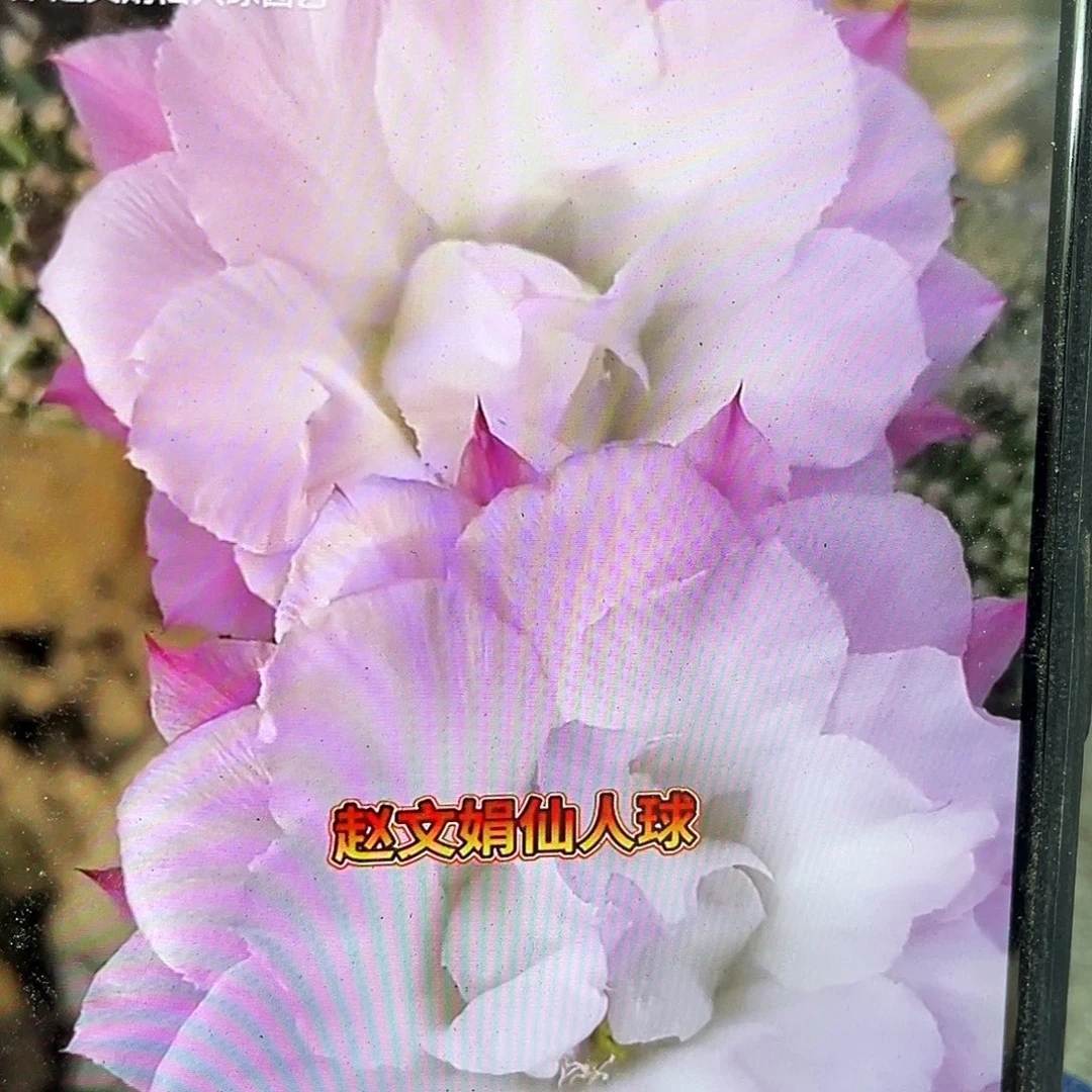 Cc259卓雅自根球8公分以上