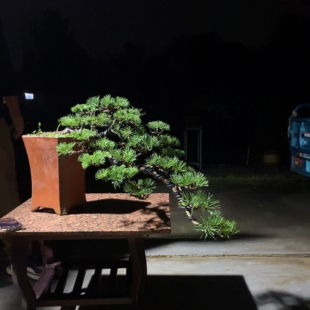 无花朵松树松树松树
