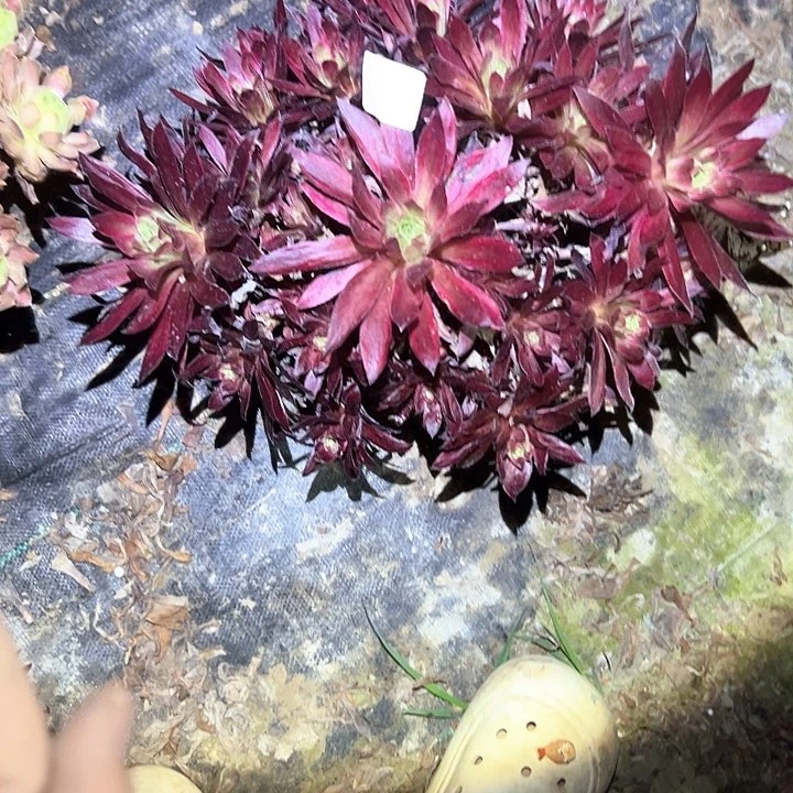 一物一拍不售后25