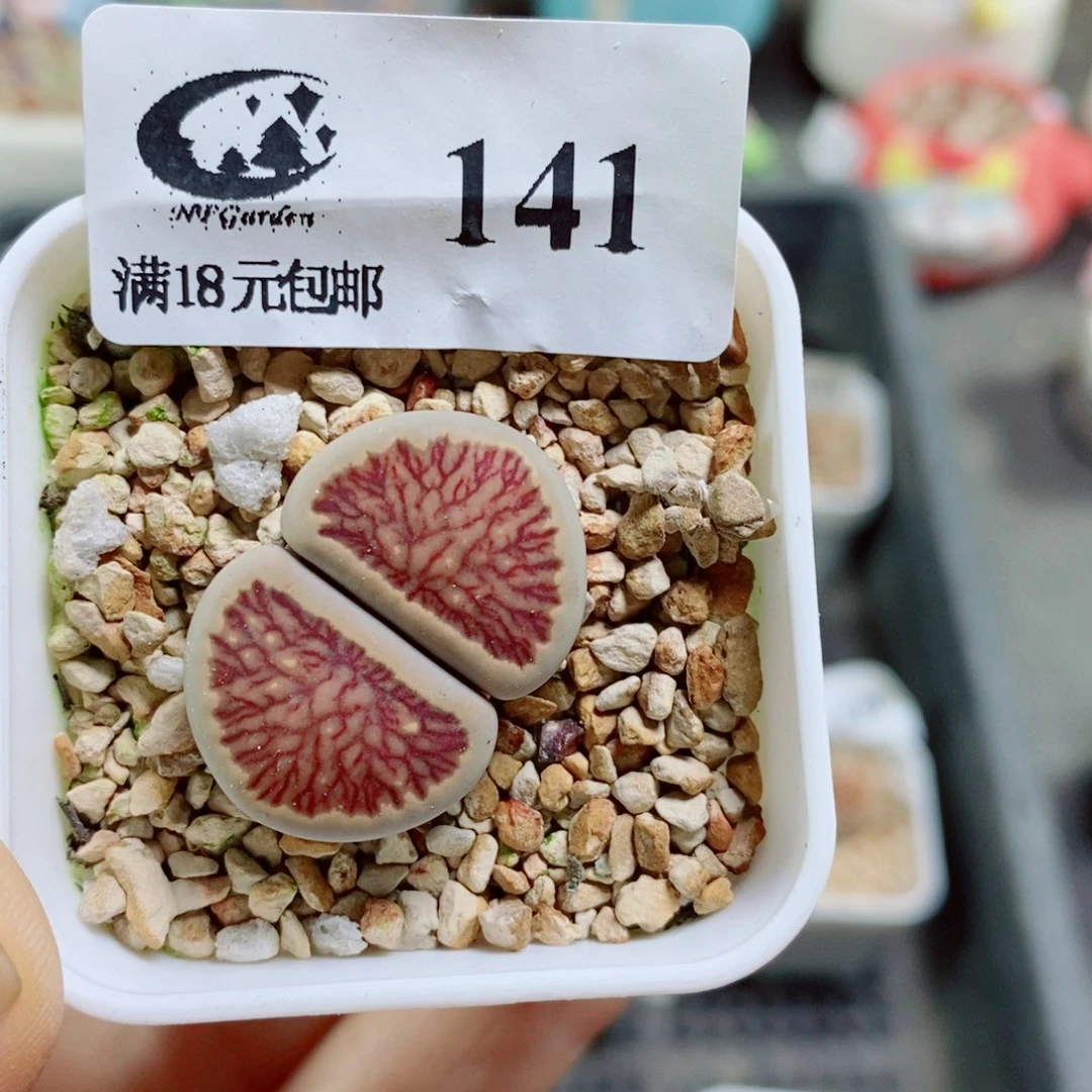 *****其实哈哈哈哈哈哈哈哈哈哈141