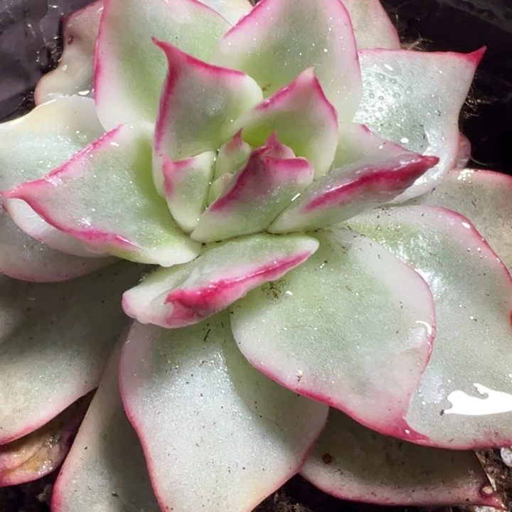 吉赛尔锦多肉植物