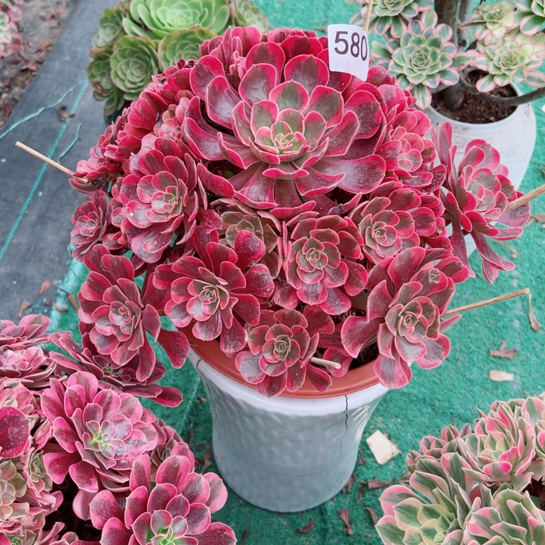 580爱神法师多肉植物