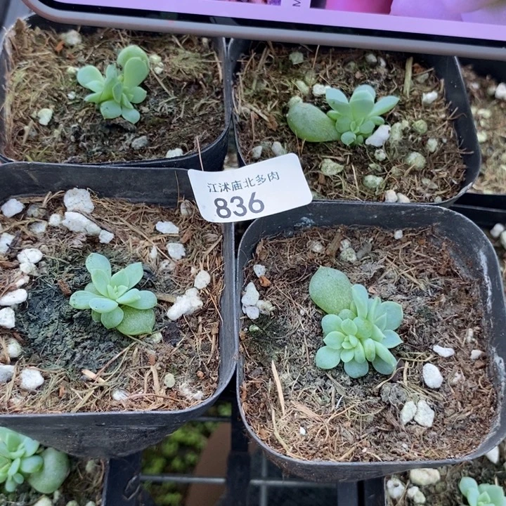 标836云间一个量拍