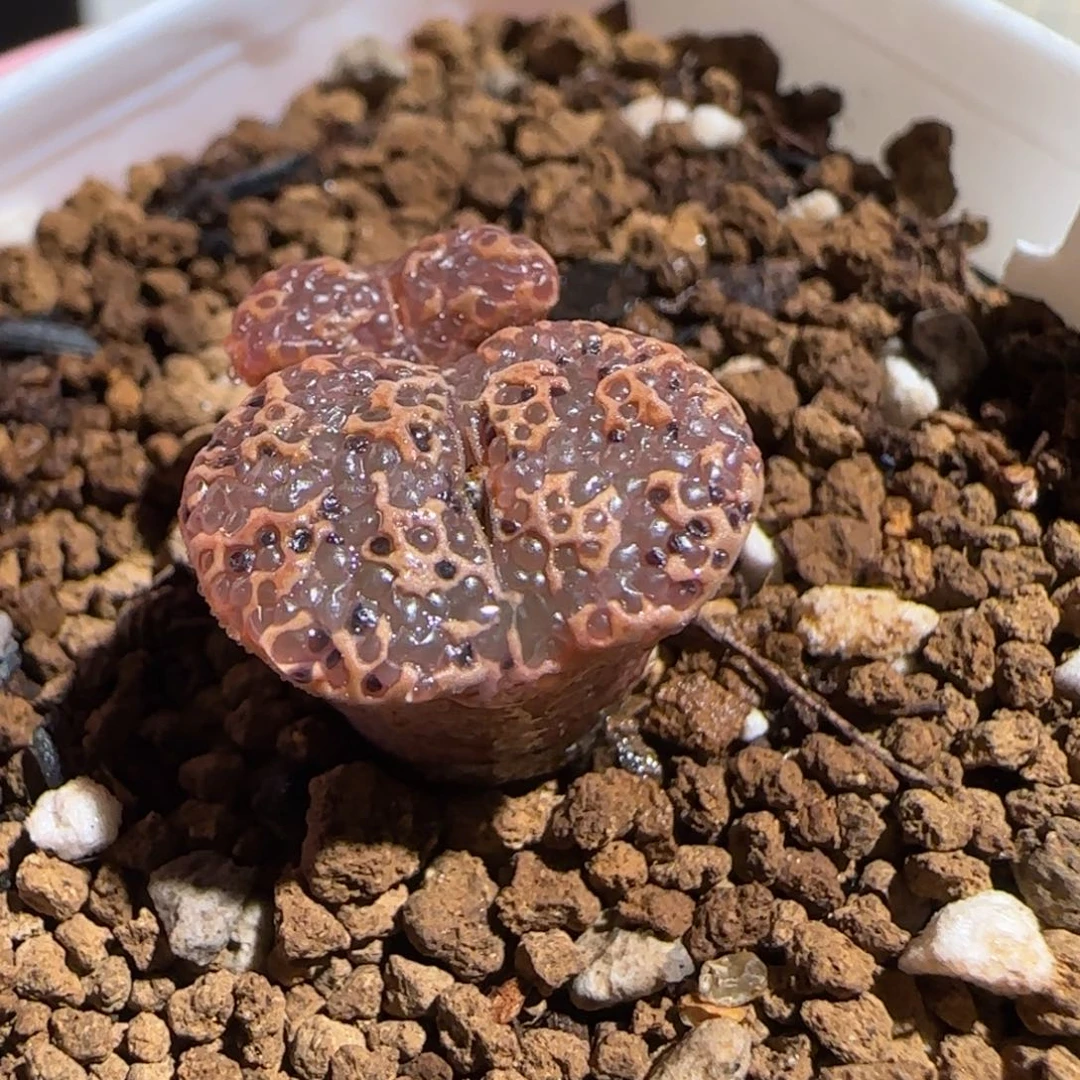 肉锥多肉植物组合-超级泡泡勋920