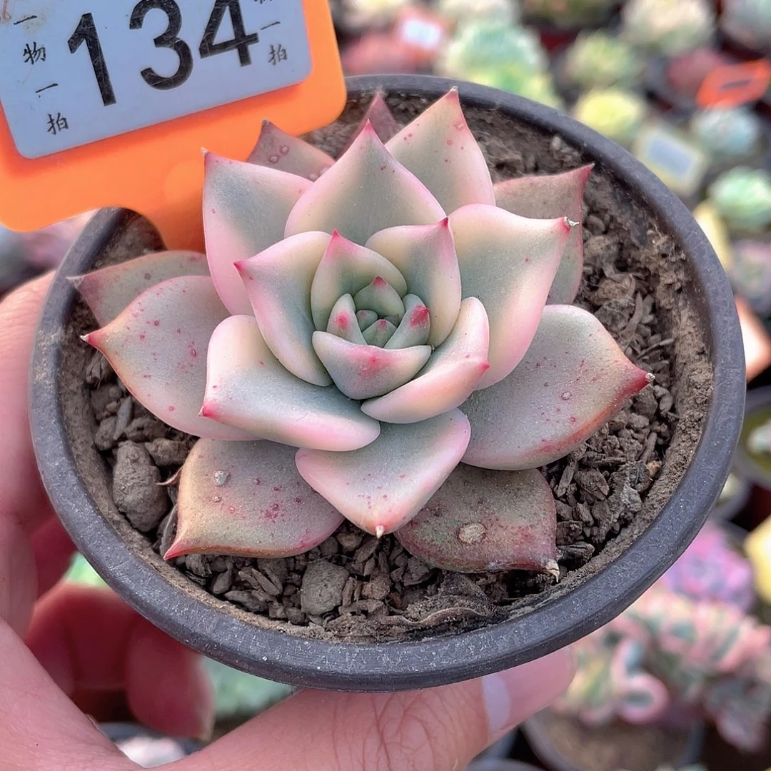 卡梅拉锦134号多肉