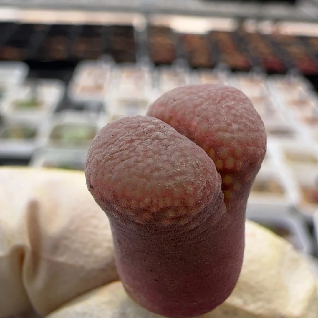 打***明6-1-当天满38包邮