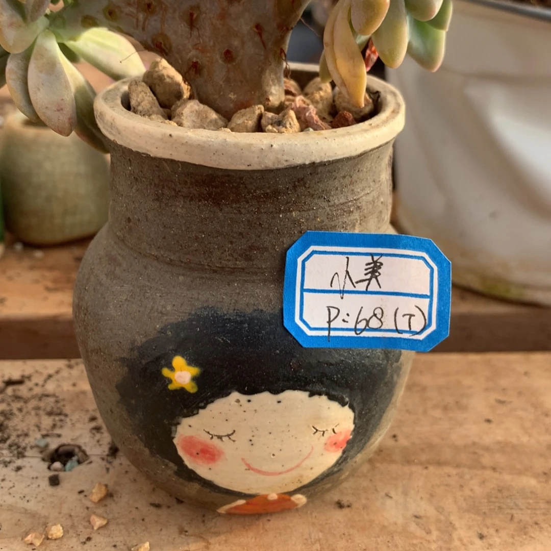 汐***么小美   1个盆