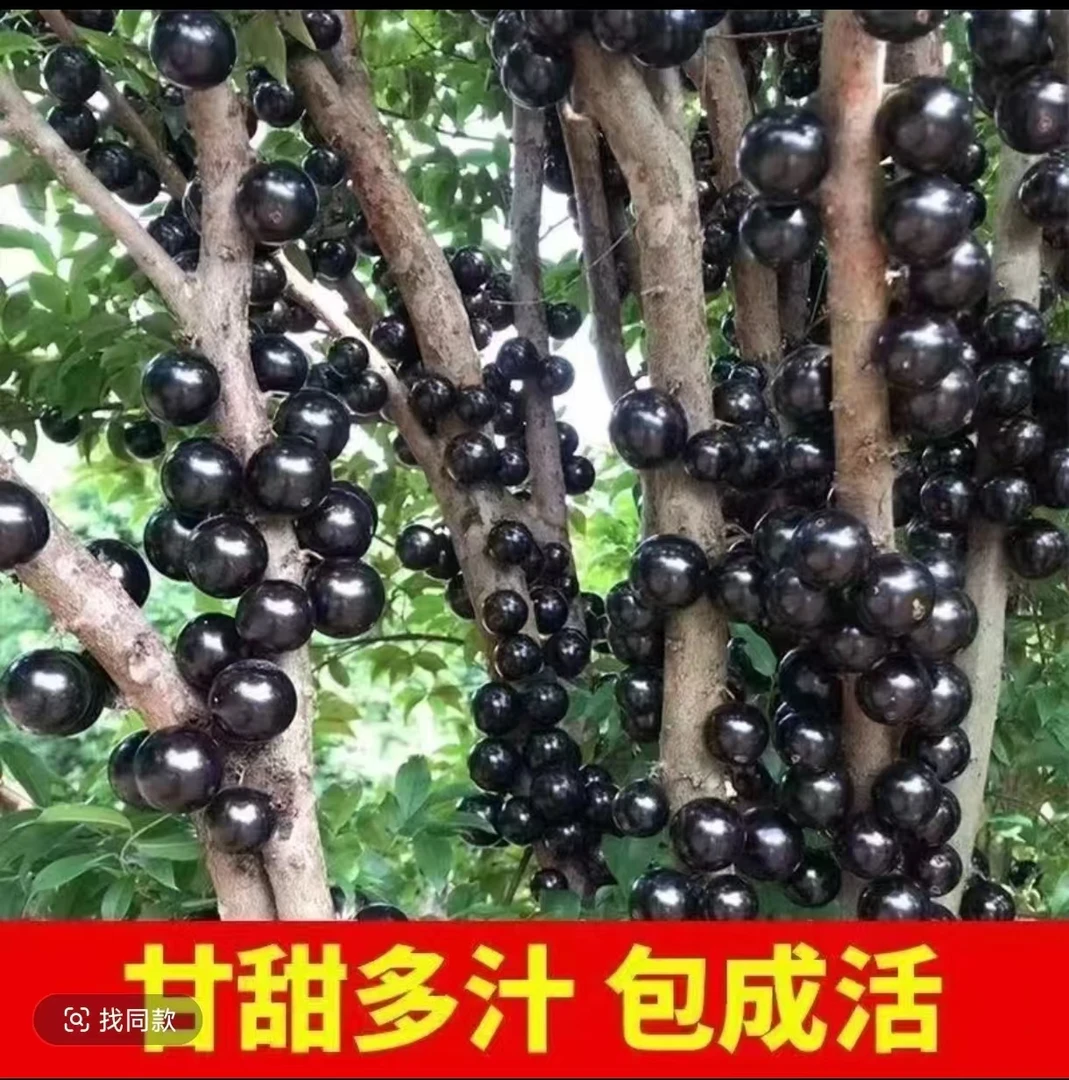 c嘉宝果正宗沙巴嘉宝果树葡萄苗耐寒四季可种适合南北方庭院种植