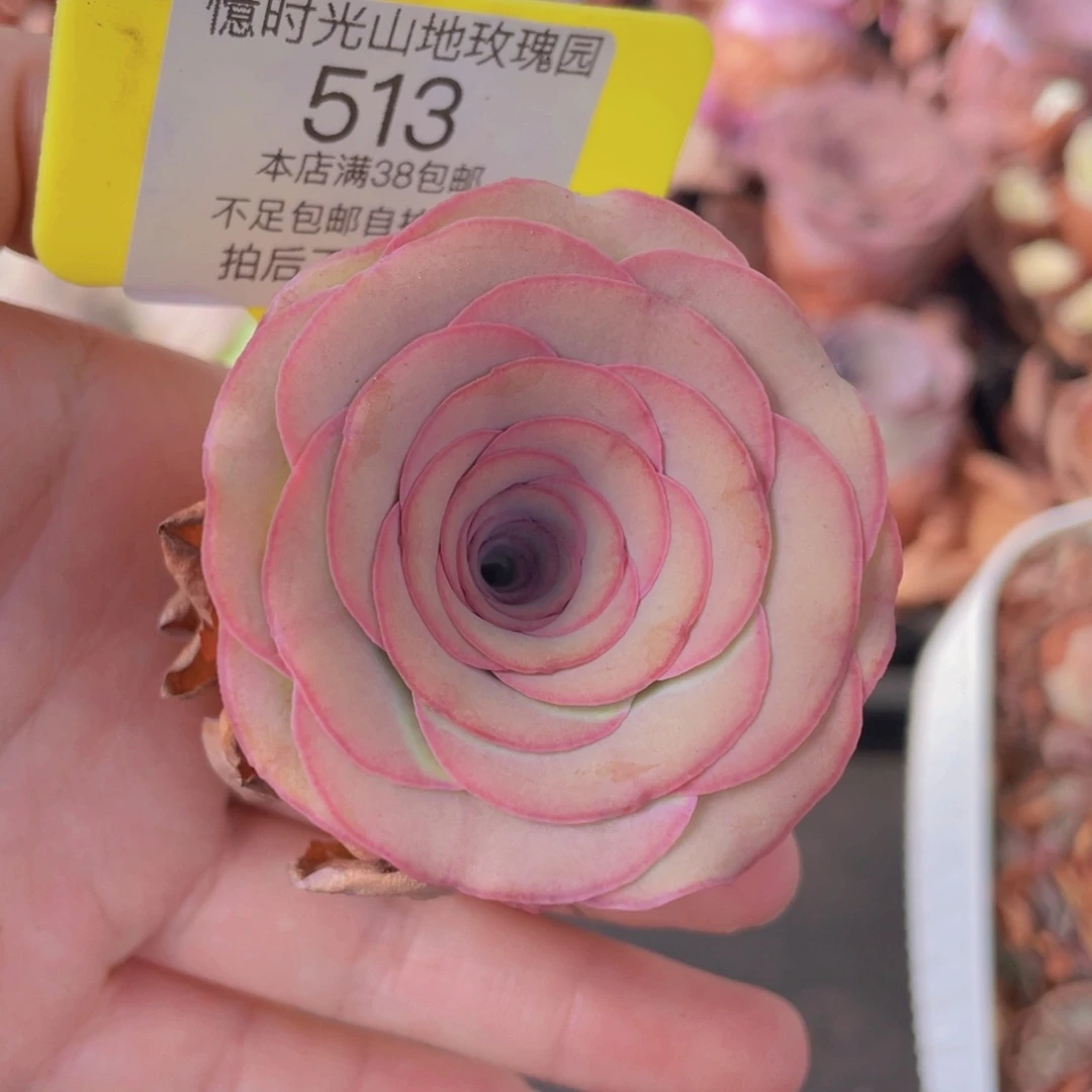 独****山地玫瑰513满38包邮裸根发货