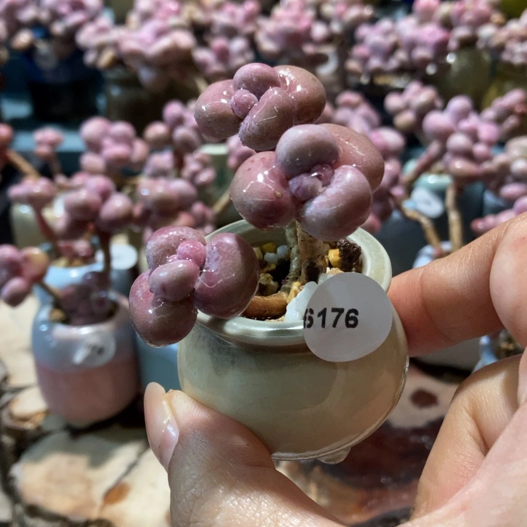 6176糖果腰子蛋带盆土