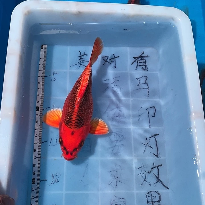 蝴蝶鲤鱼渔场直发55