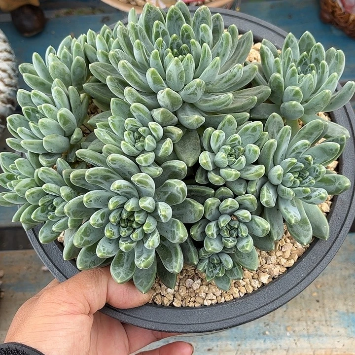 多肉植物一物一拍