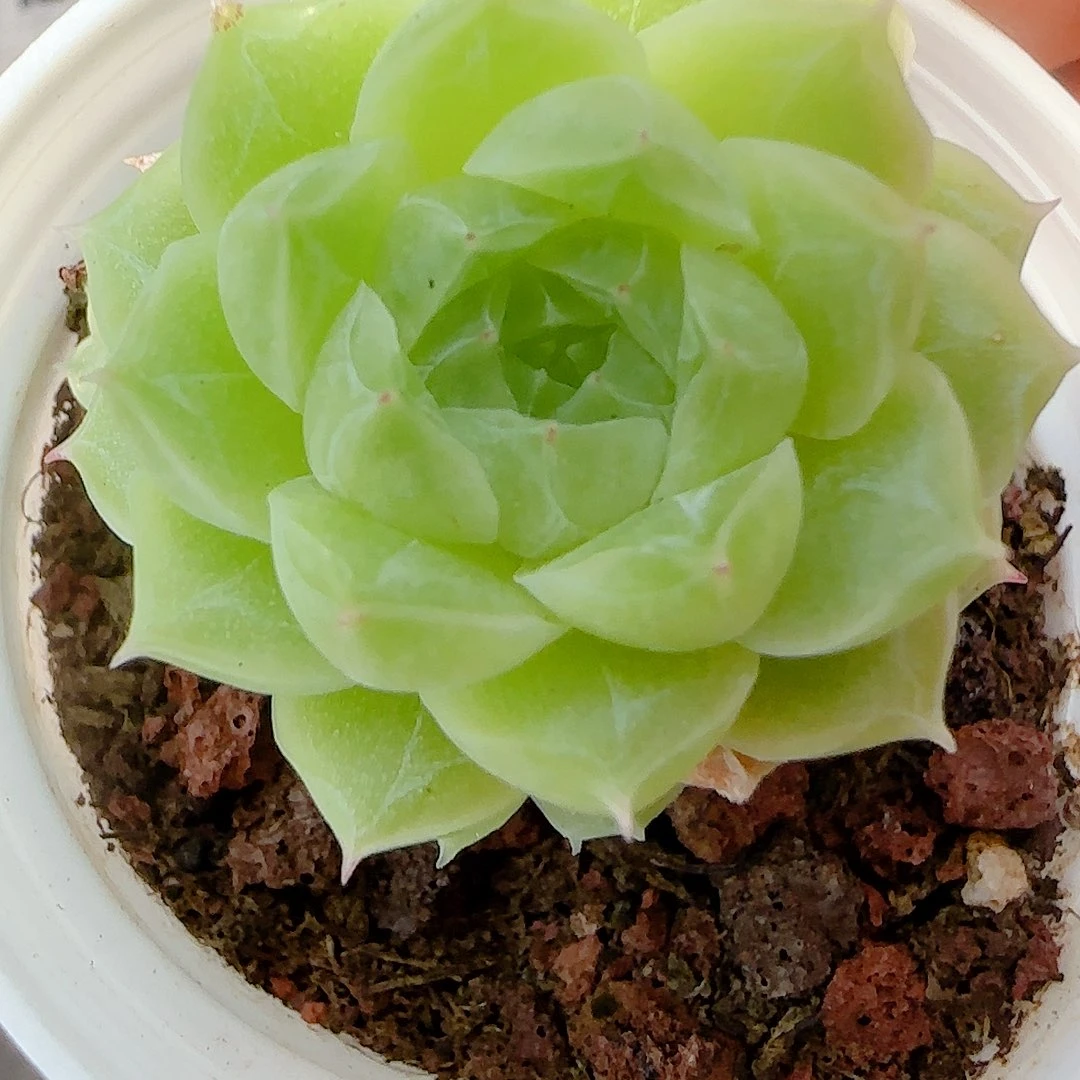 【闪购商品】0928-101福利麦杆