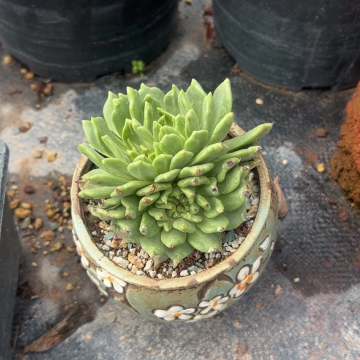 用***4谢谢姐姐～一物一拍734