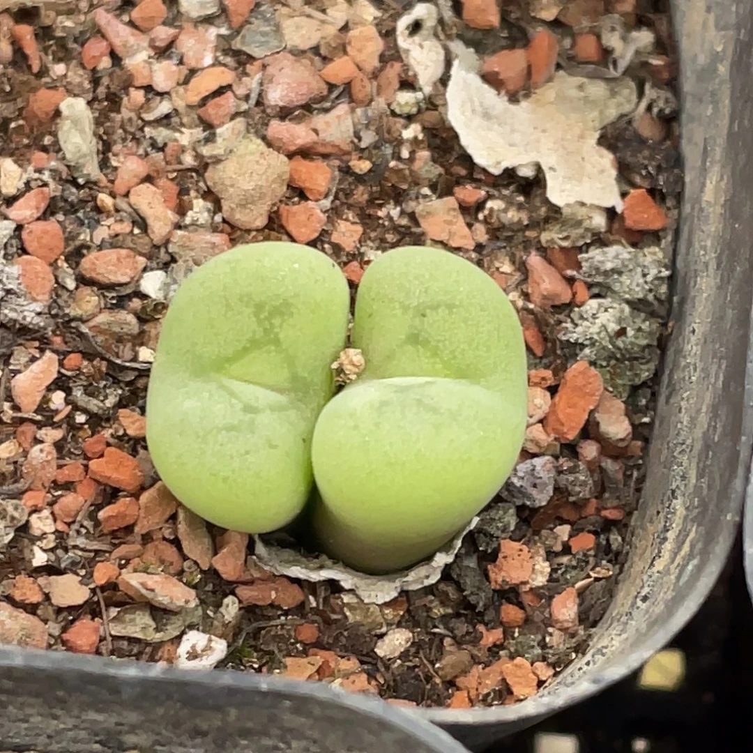 26-129空卡佛多肉植物