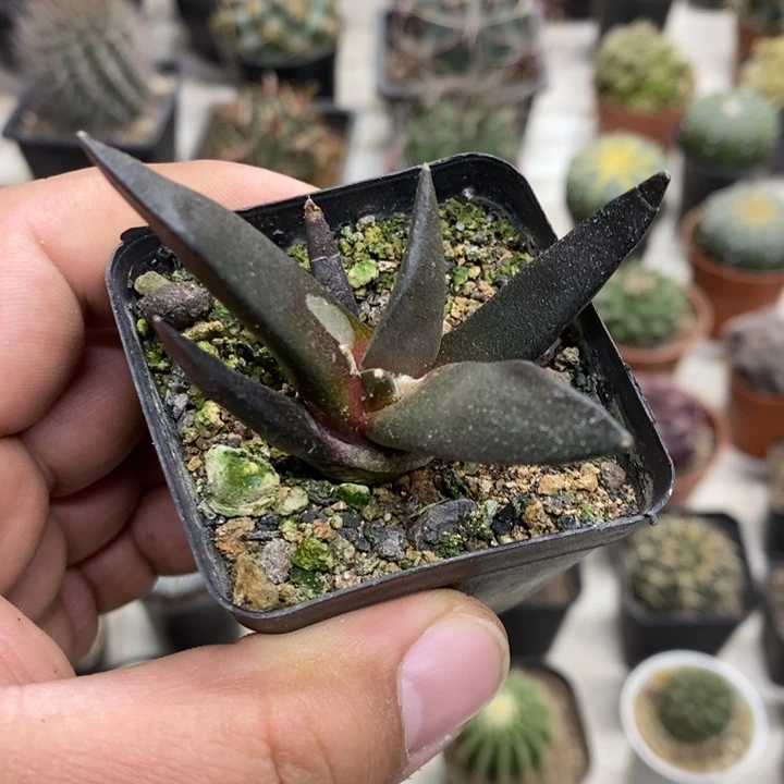 实生岩牡丹特价福利