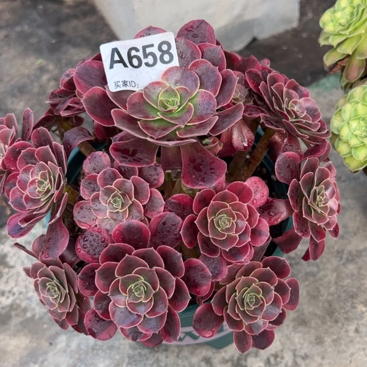 658凤冠22厘米左右