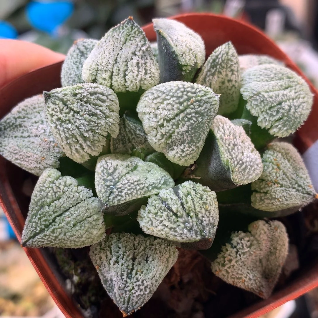 22号双头雪之礼带盆土