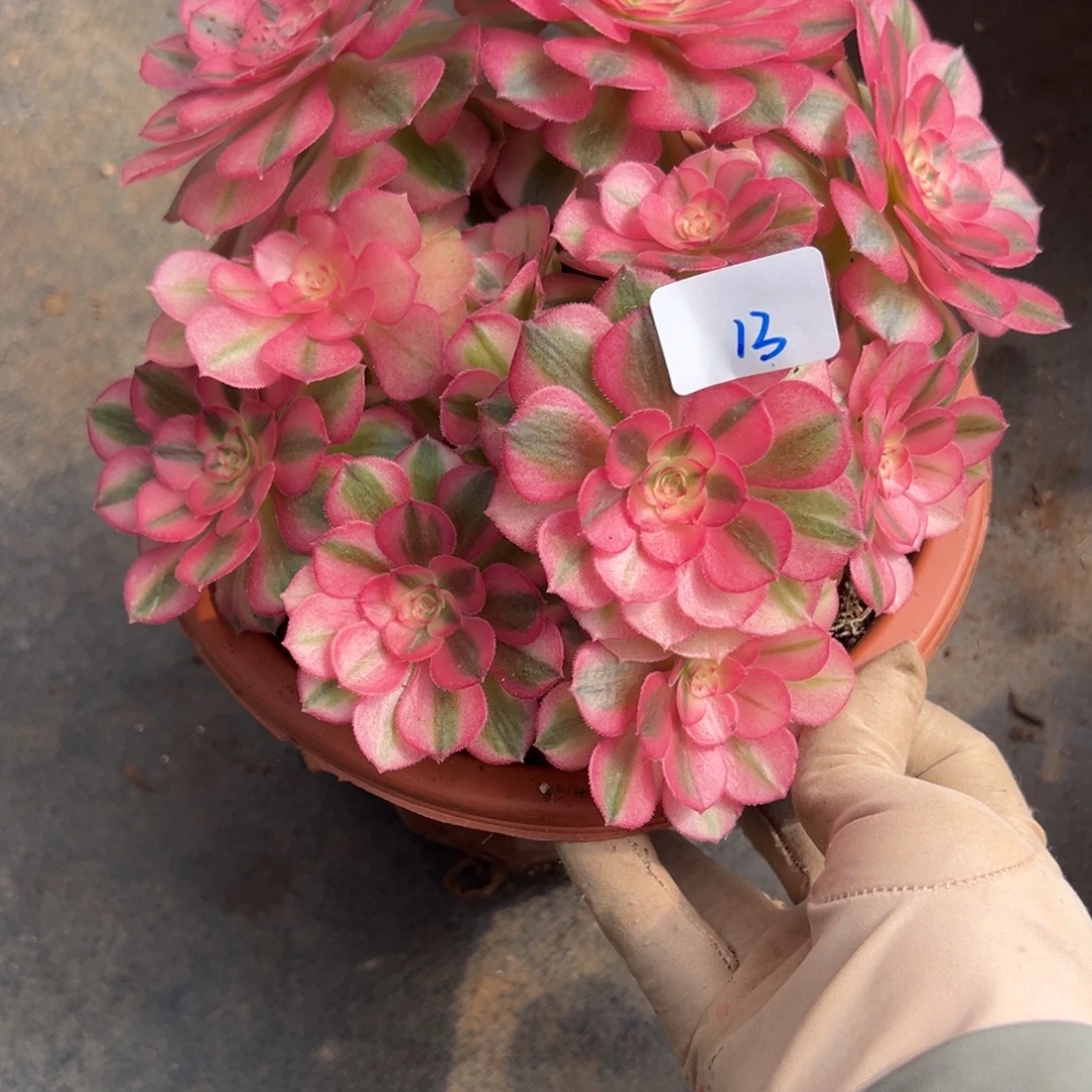 13倾城多肉植物一紫