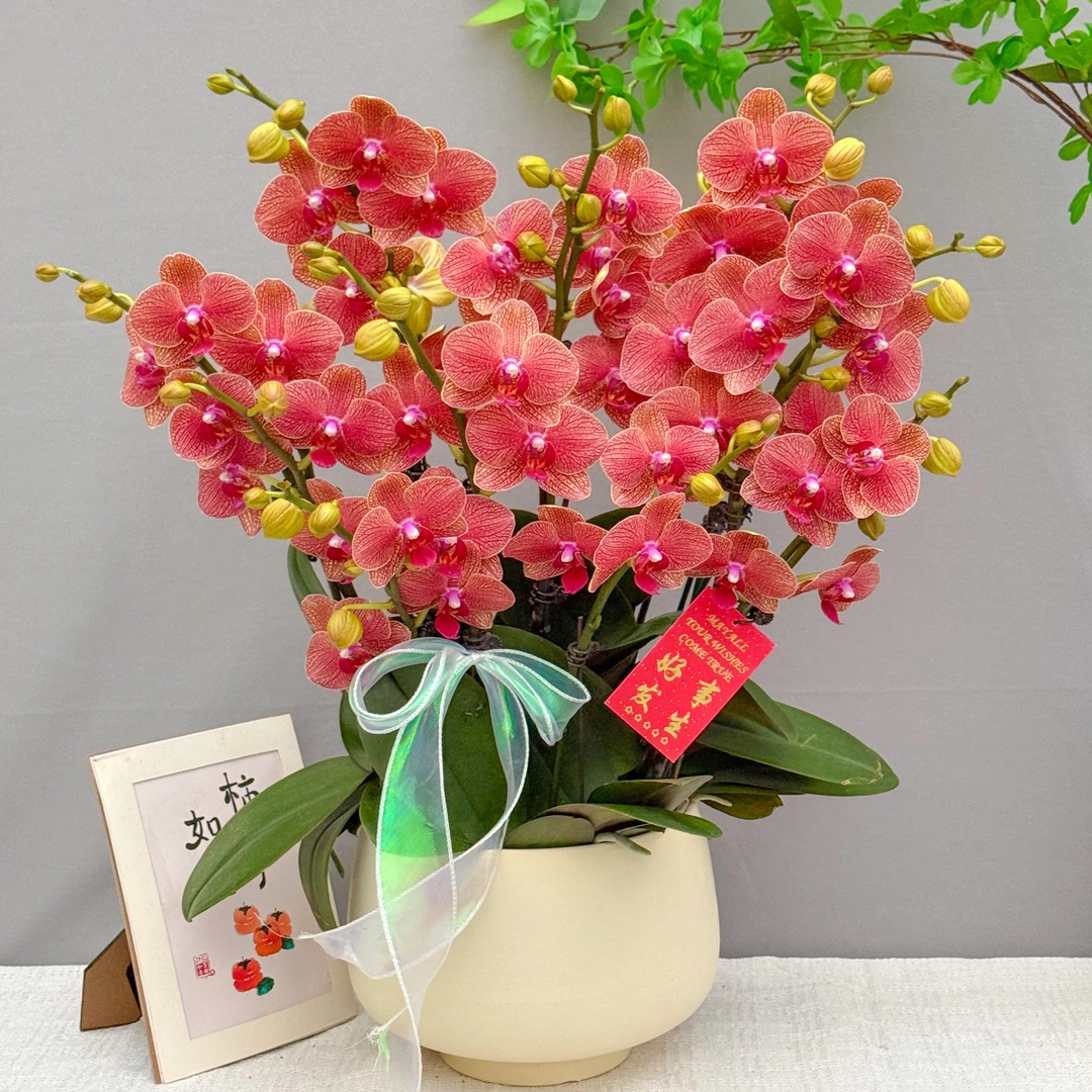 悦己蝴蝶兰《椪柑》鲜花  北欧风 好养花期长 年宵花 室内欣赏