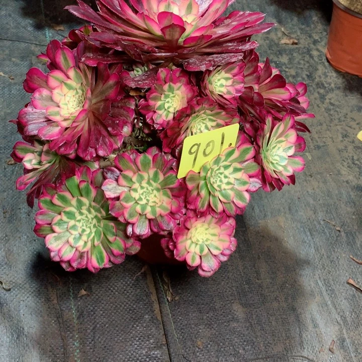 901红铜白多肉一物一拍