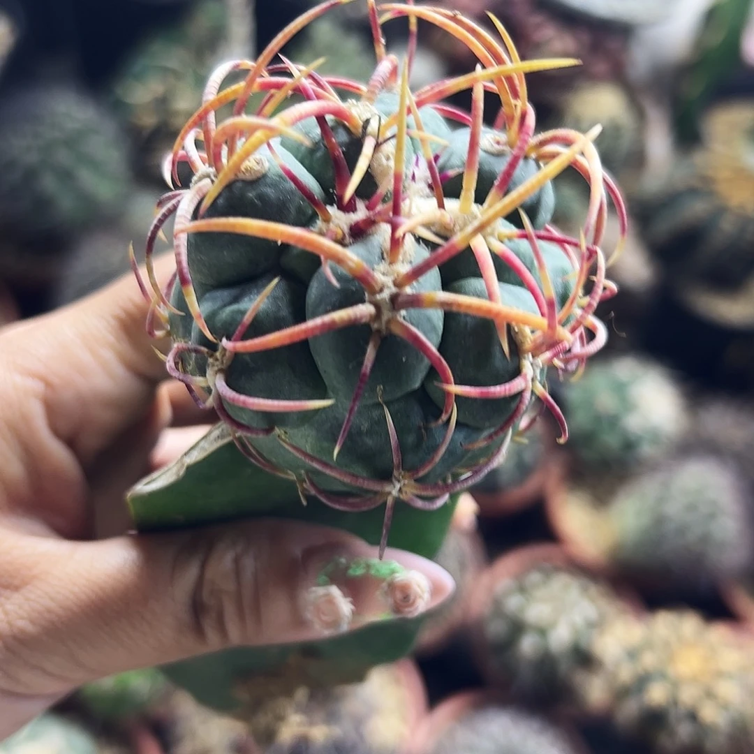 高木菲冠龙仙人球666666666