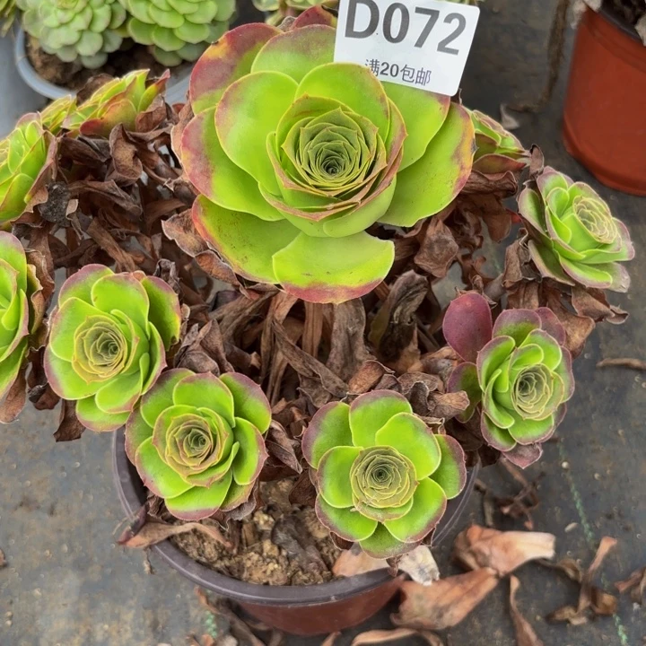 瑞妈多肉植物，072魅金玫瑰