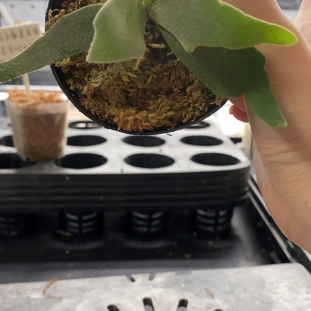 无花朵玉女鹿角蕨