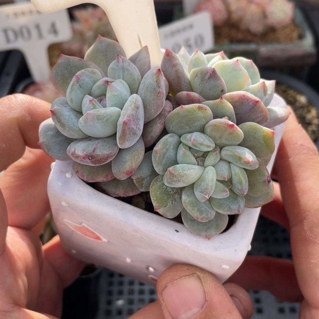 0303橙子石化不带盆7厘米