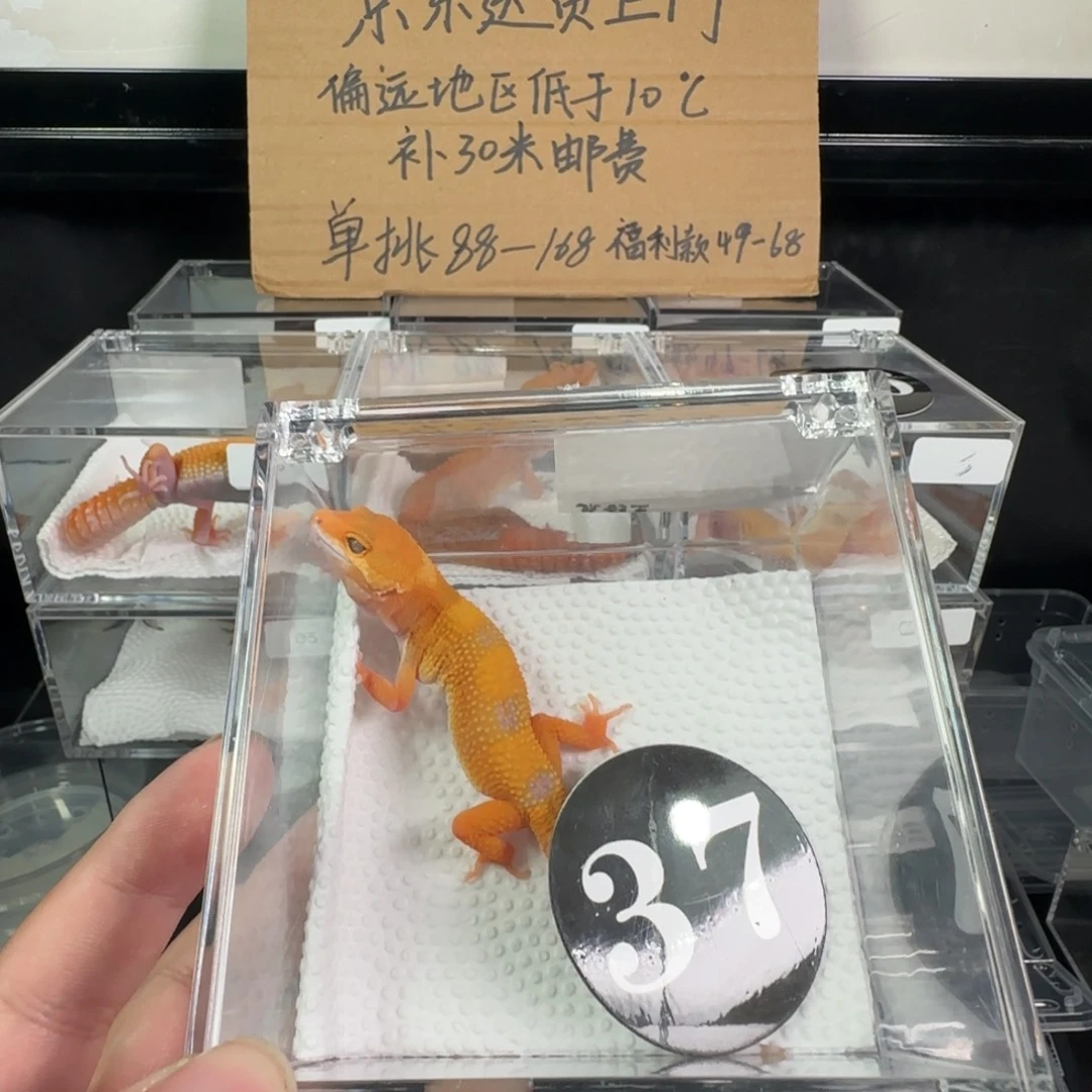 豹纹守宫阳光妹妹