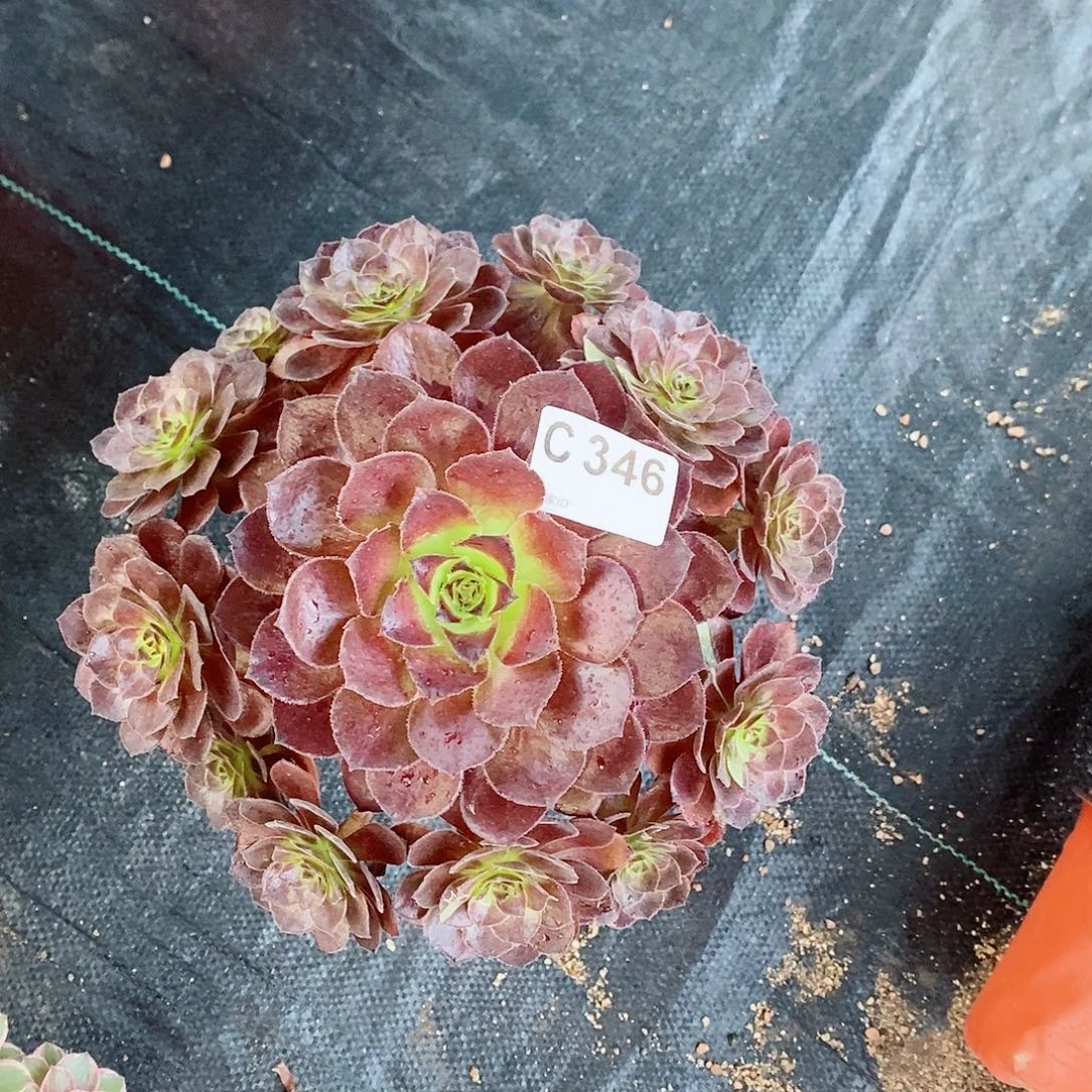 花花公子346多肉11111