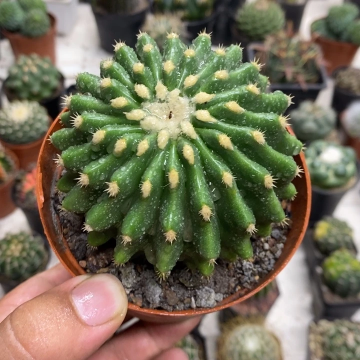 裸虎特价福利包邮