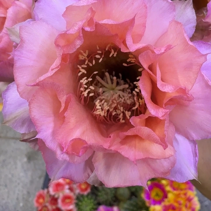 330彩草睡美人歪3到4公分左右无根侧牙，20包邮