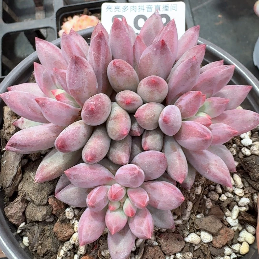 菩提珍妮         多肉植物