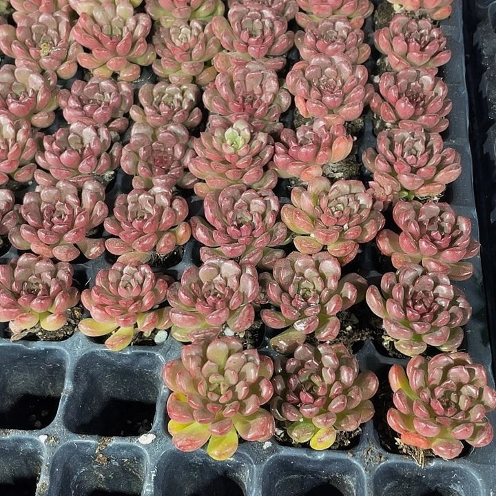 小红宝石1元带土发货